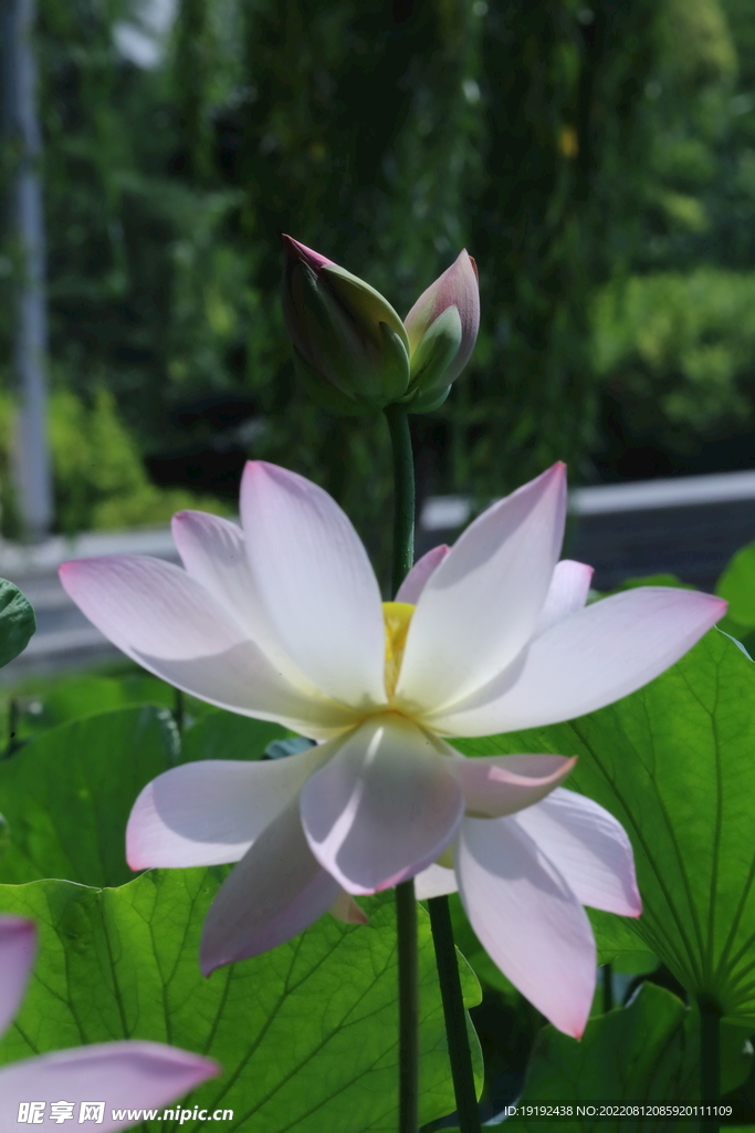 荷花