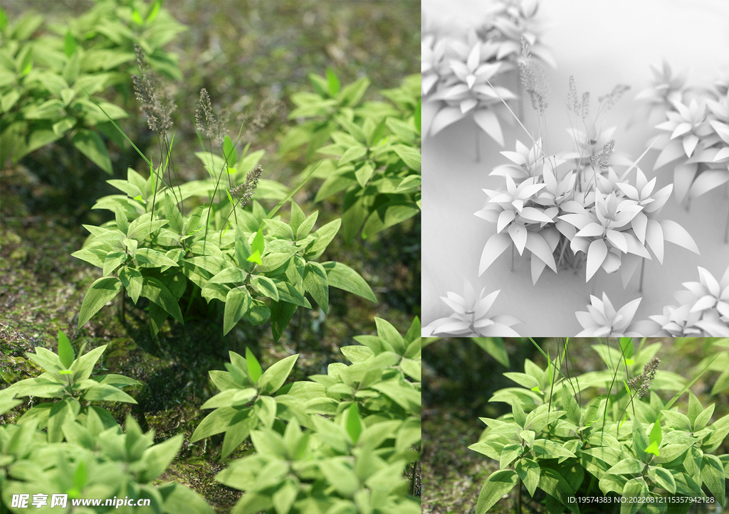 C4D模型植物小草蕨类