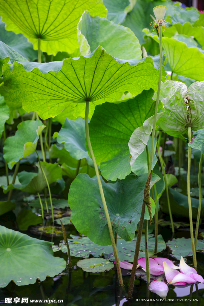 户外夏季池塘荷叶
