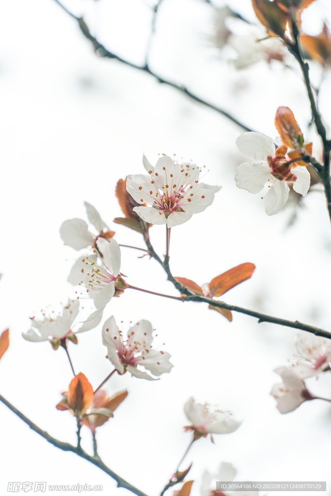 户外白色花朵花枝