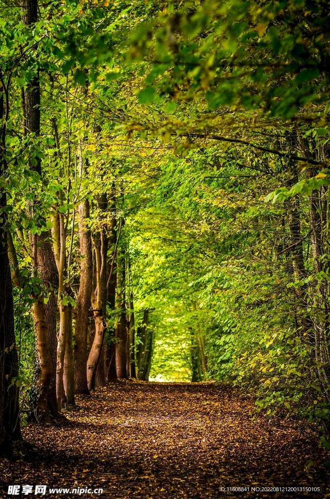 林荫道路
