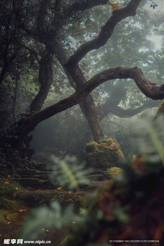 森林之景