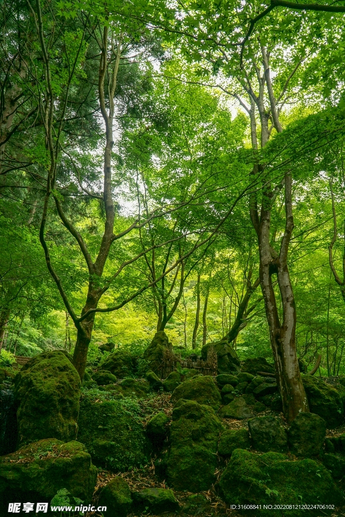 翠色森林