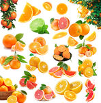 各种橘子 柠檬 水果