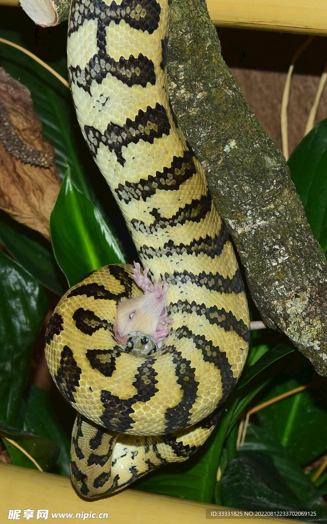 蛇