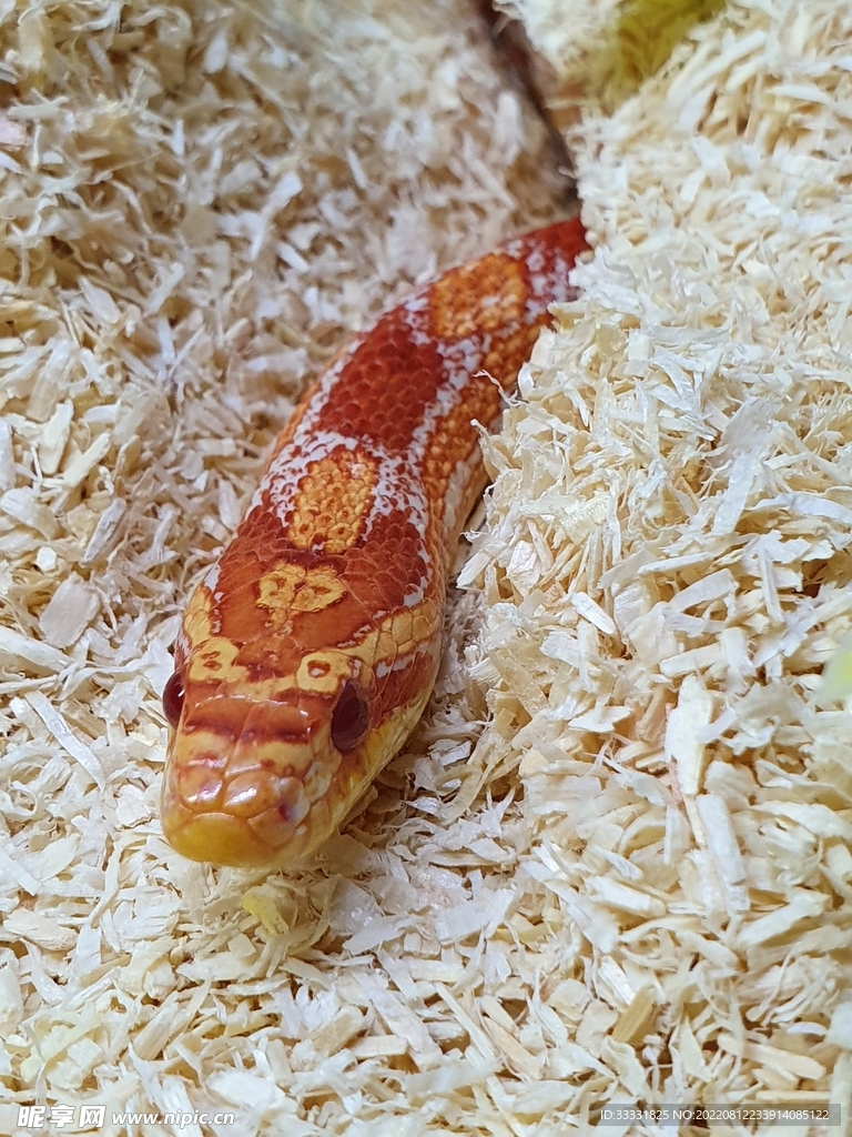 蛇