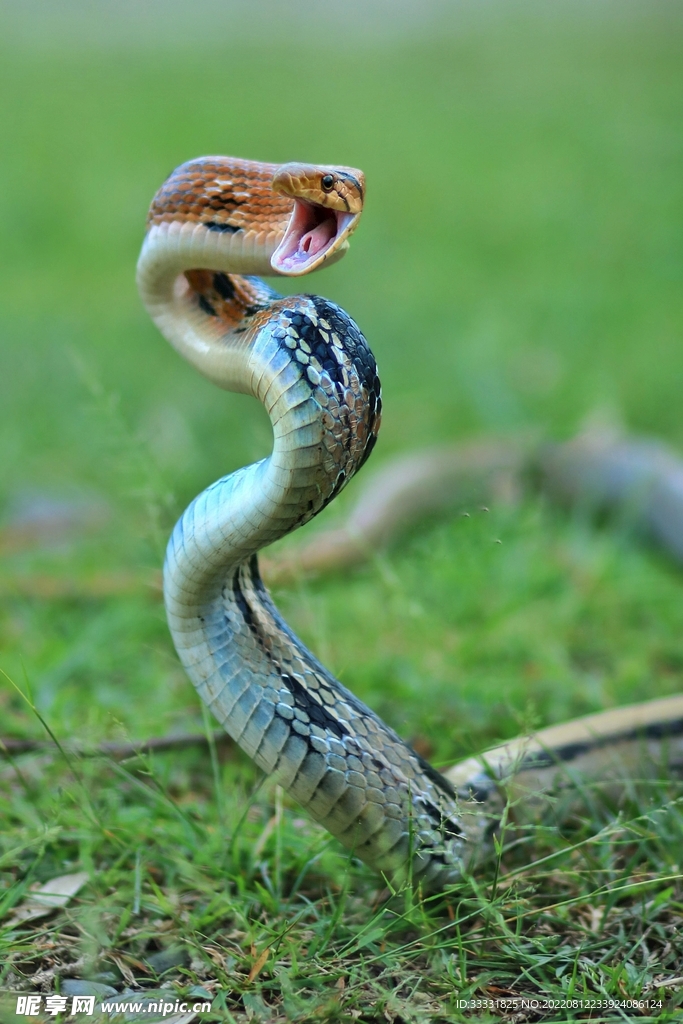 蛇