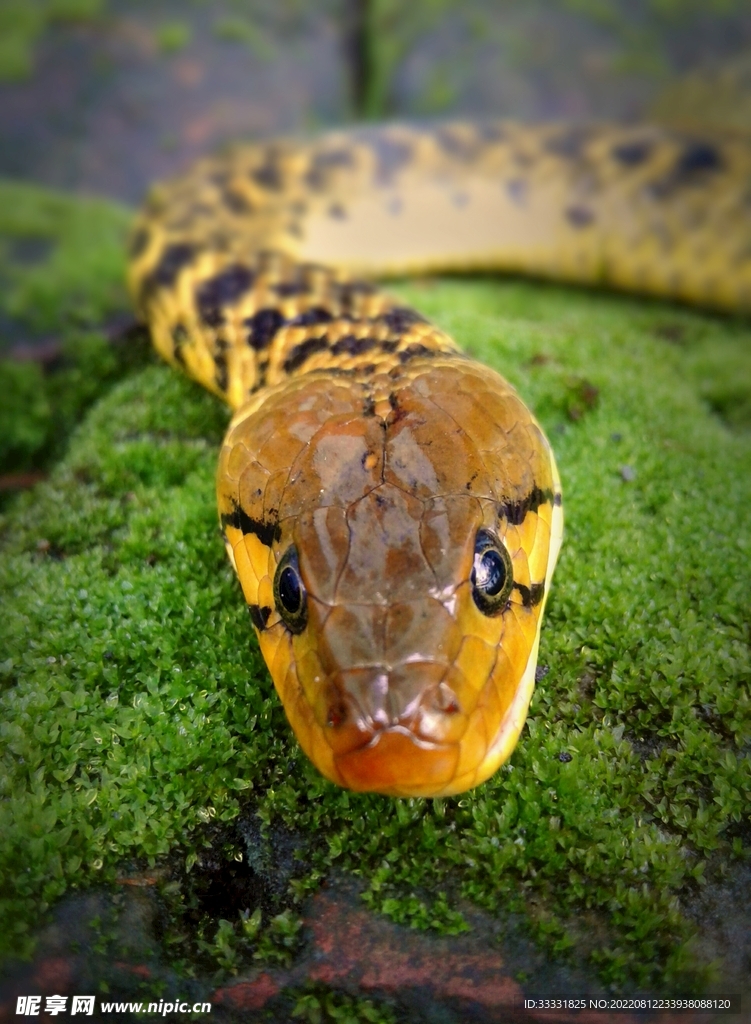 蛇