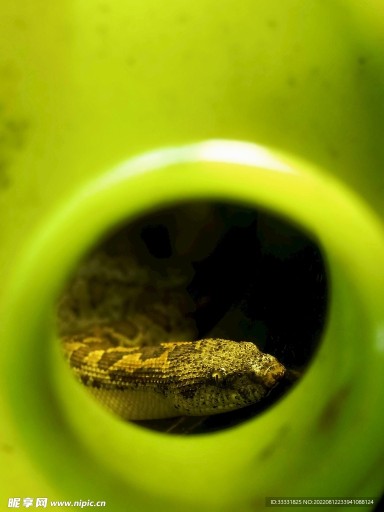 蛇