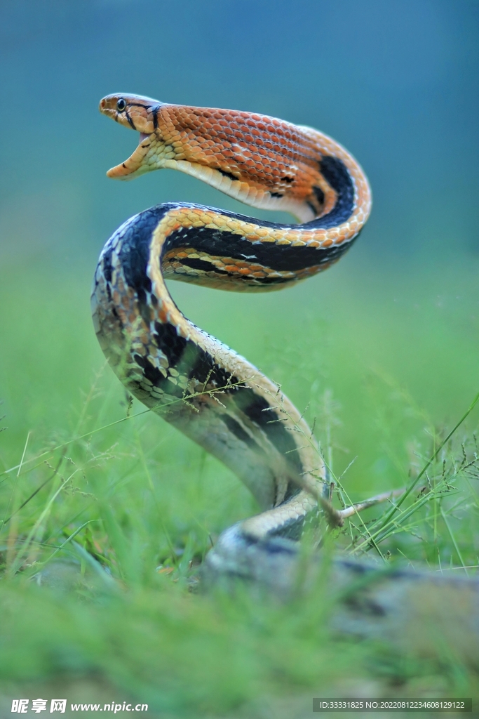 蛇