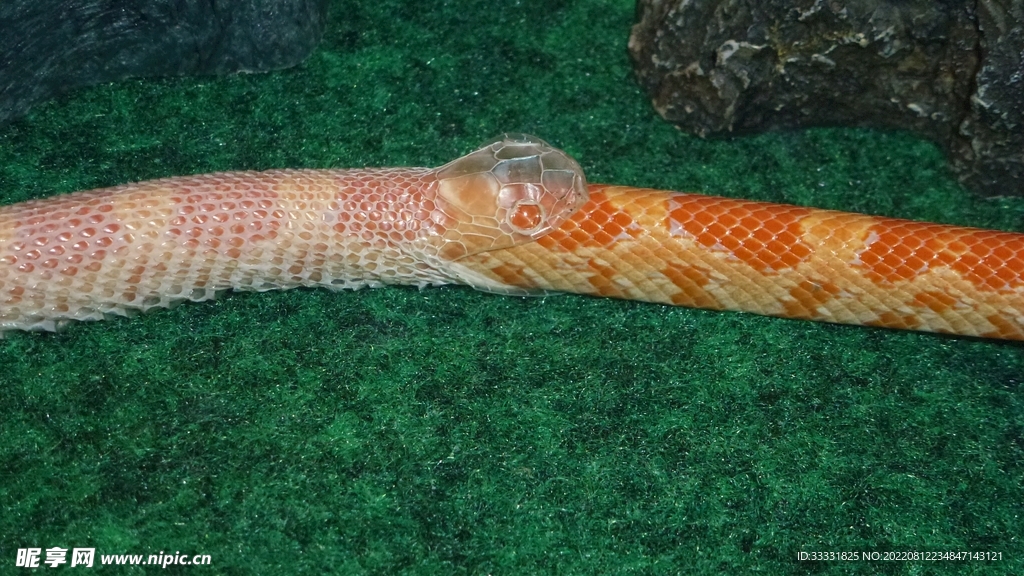 蛇