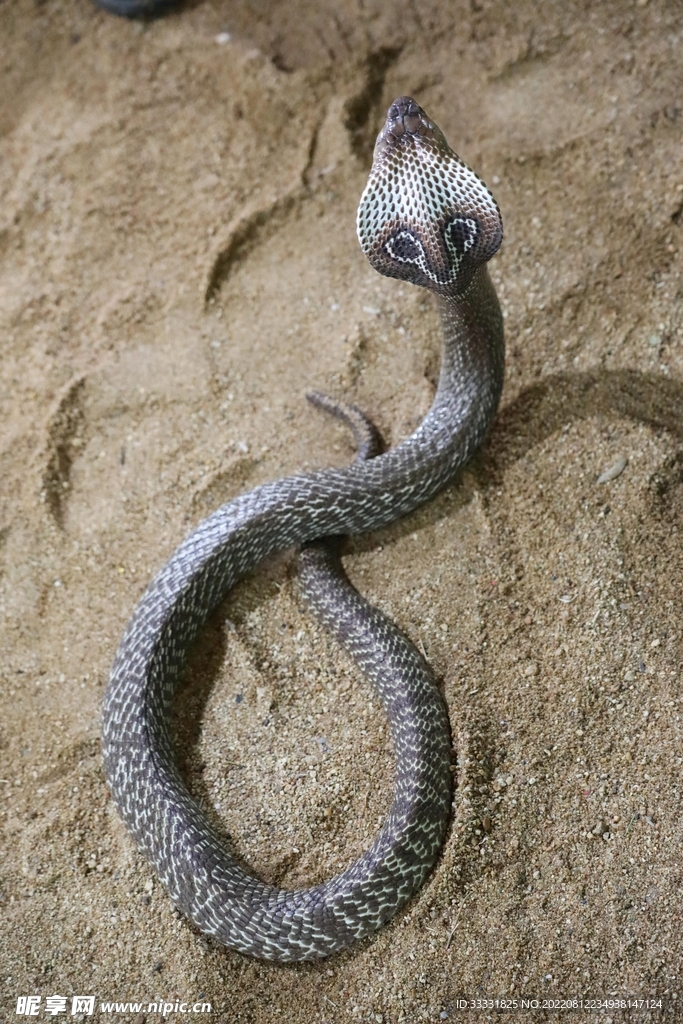 蛇