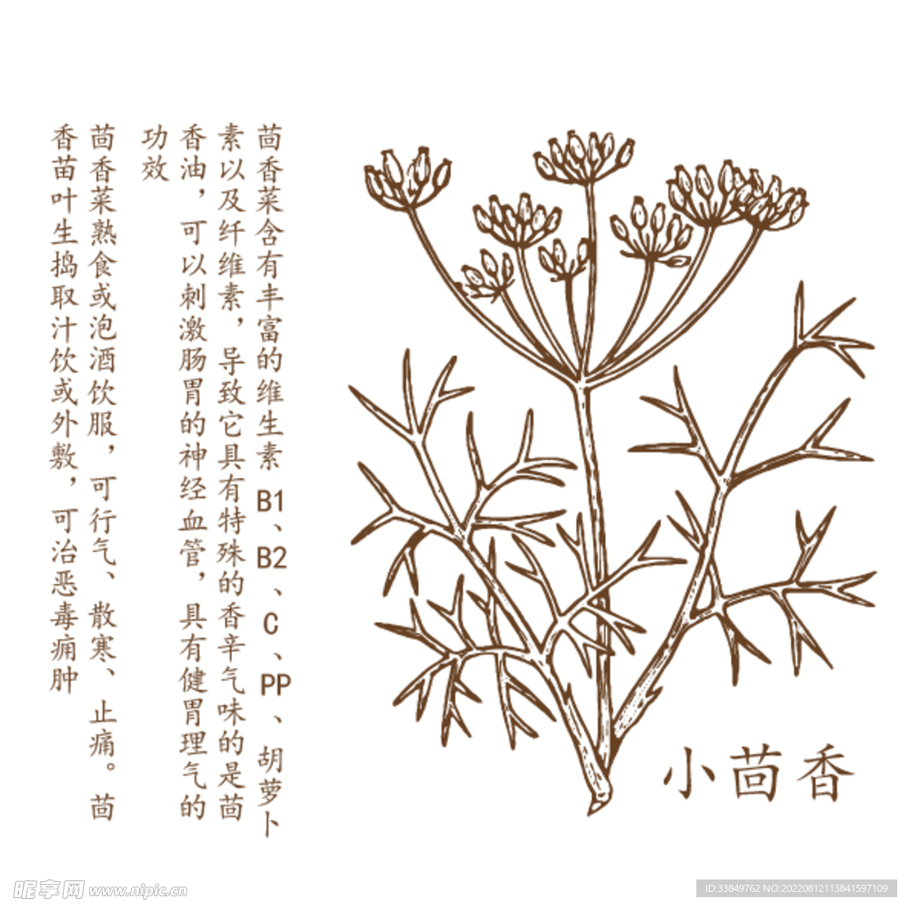 小茴香矢量