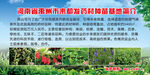 中药材种植基地海报