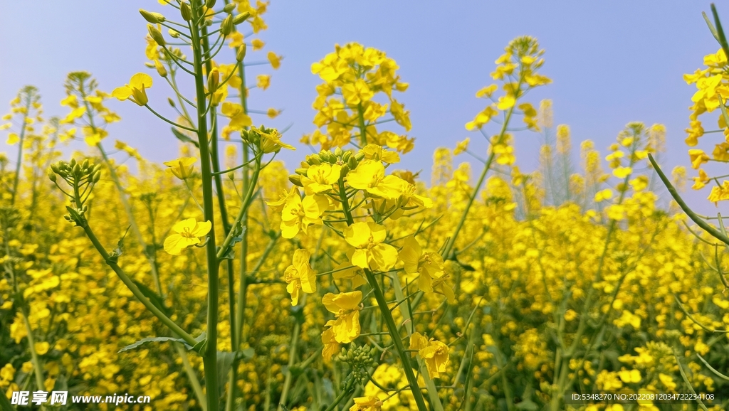 油菜花