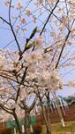 梨花