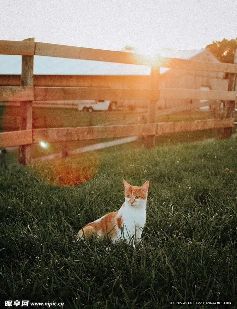 阳光下草地上的小猫
