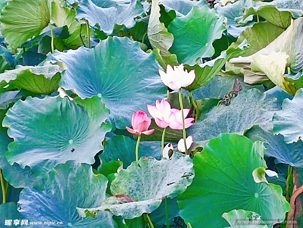 荷花