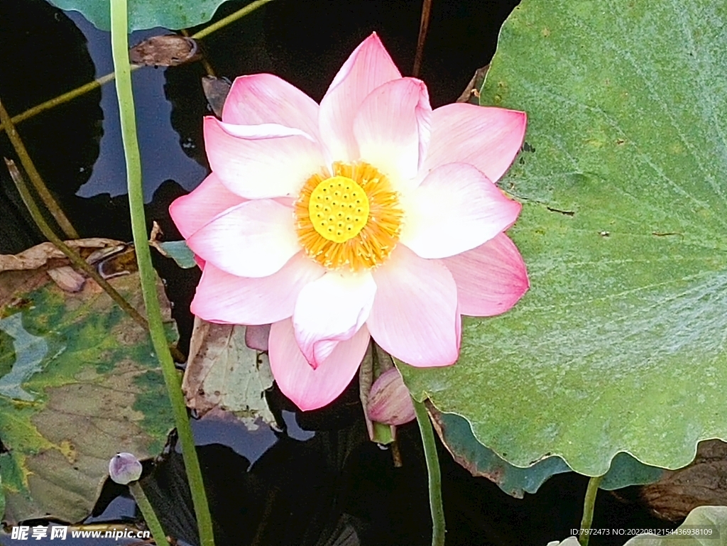 荷花