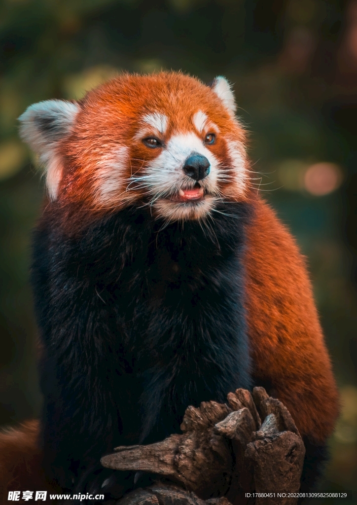 小熊猫
