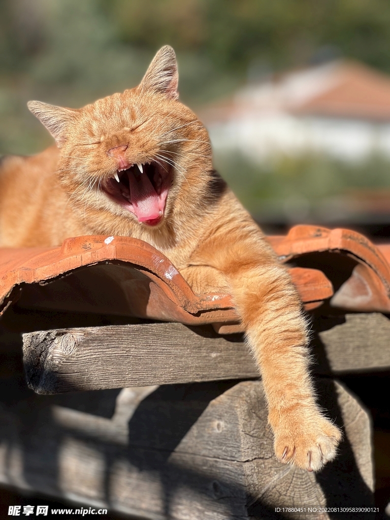 猫