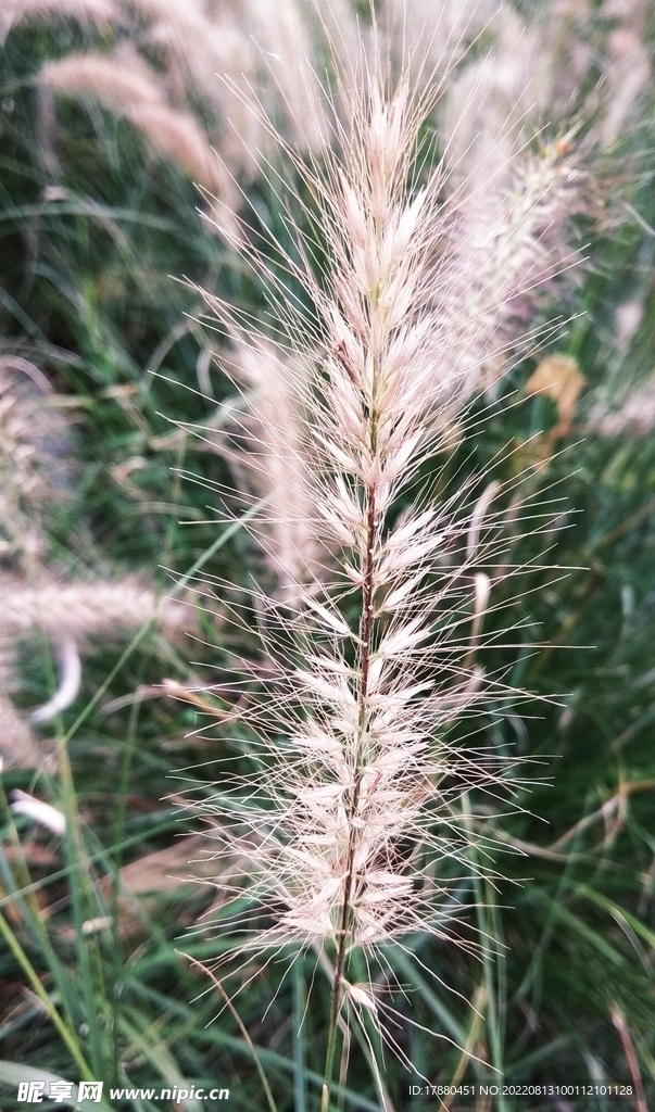 野草
