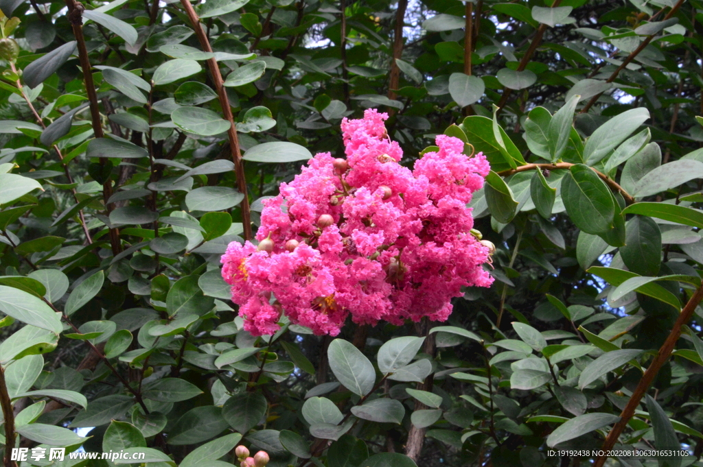 紫薇花 