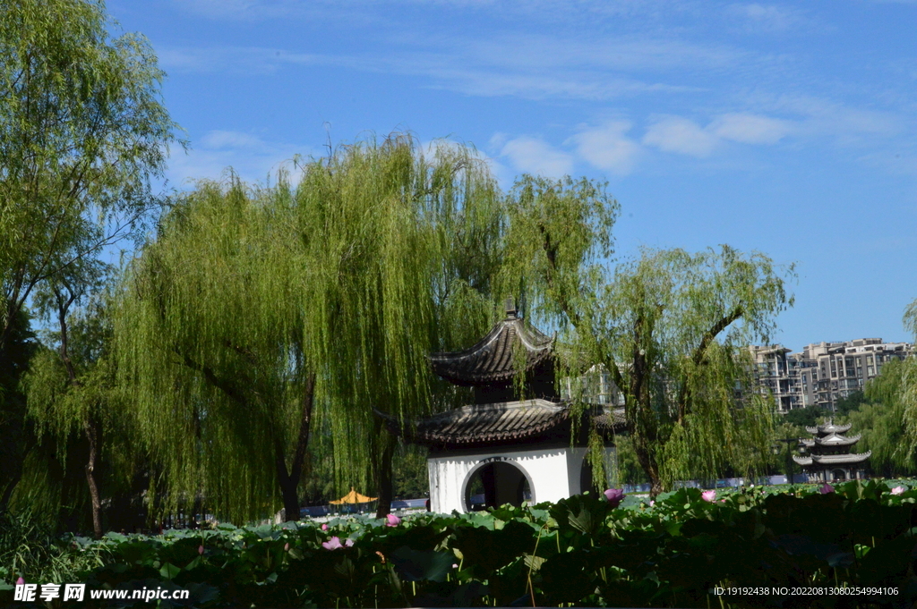 荷塘风景 