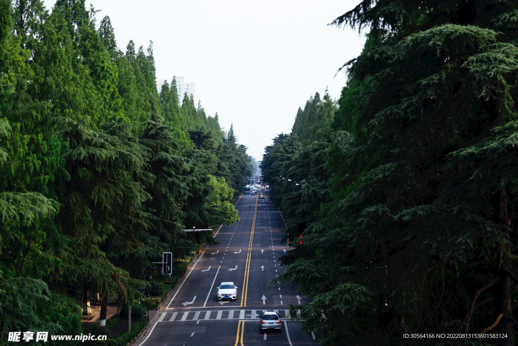 户外树木道路公路