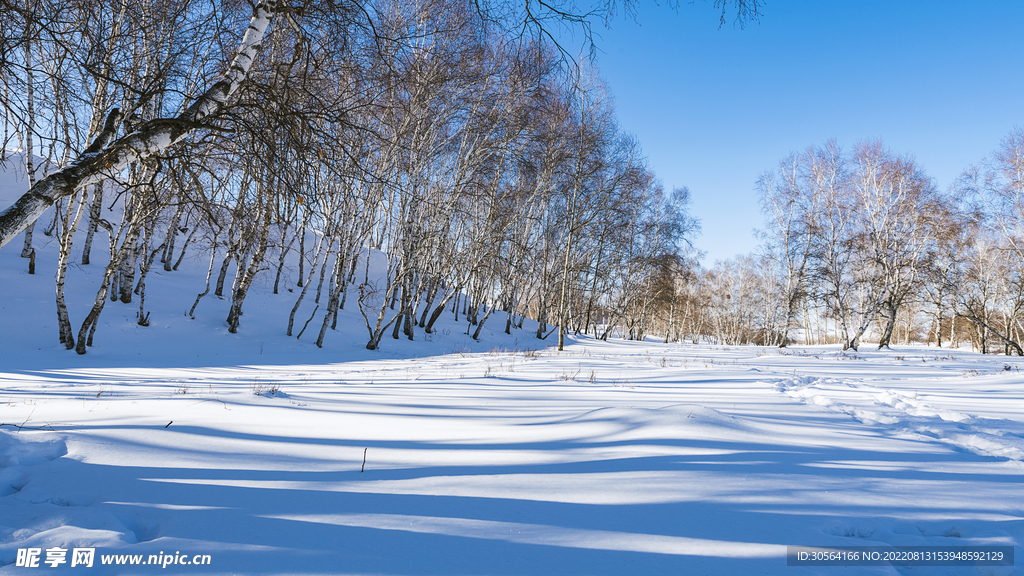 户外冬季雪地树木
