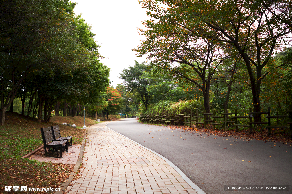 户外公园树木道路