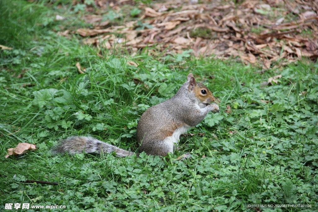 松鼠