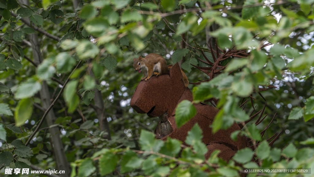 松鼠