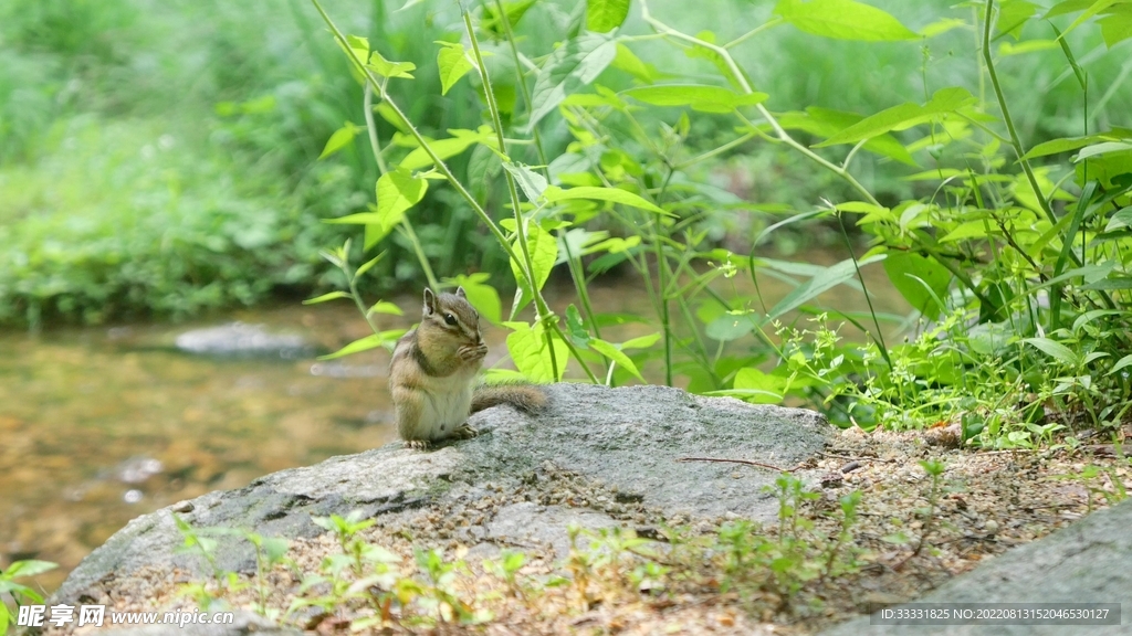 松鼠