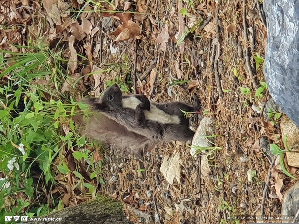 松鼠
