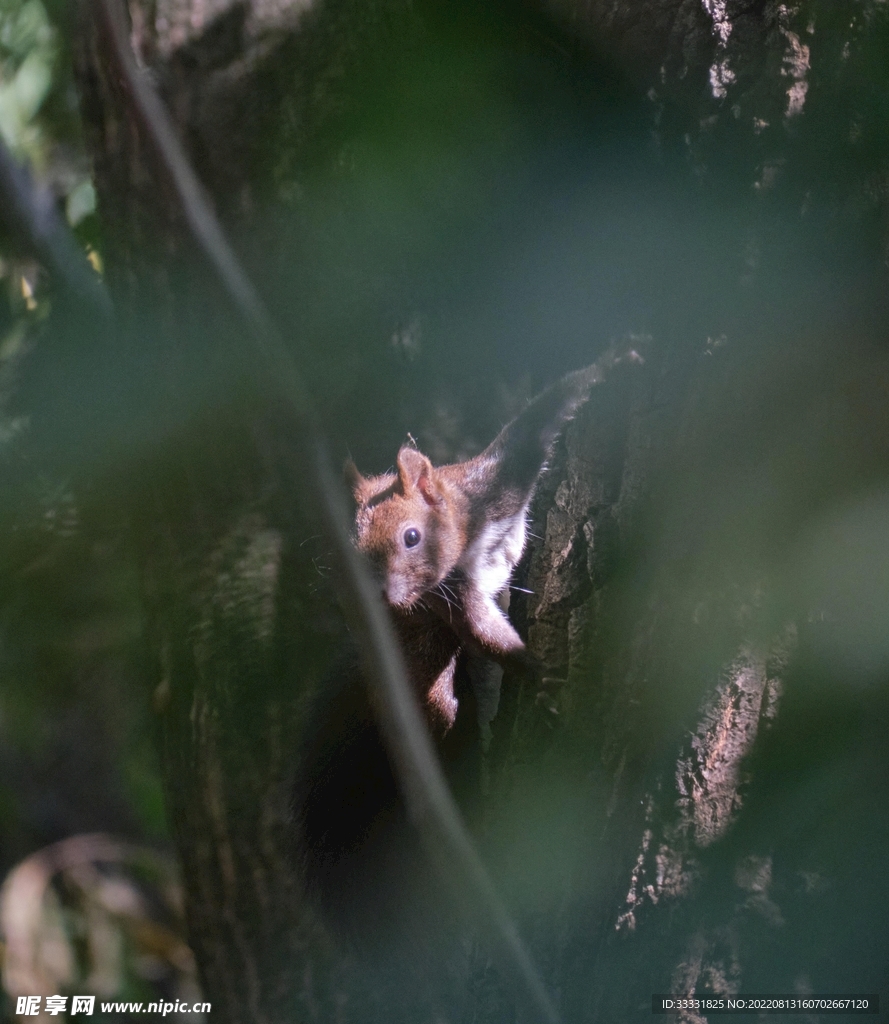 松鼠