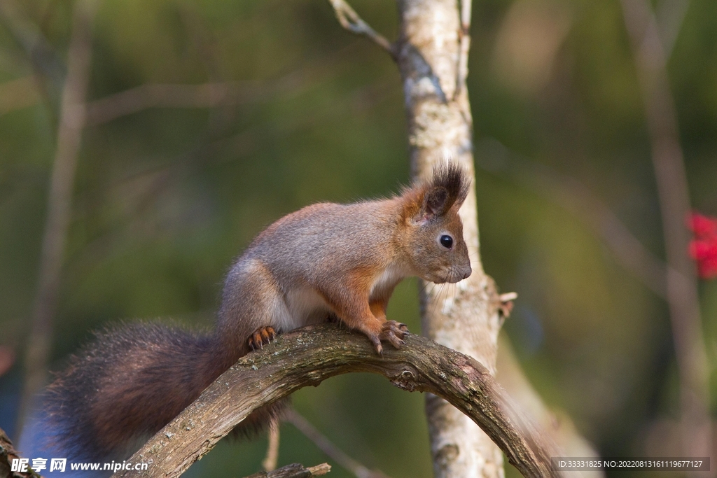 松鼠