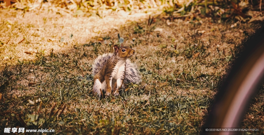 松鼠