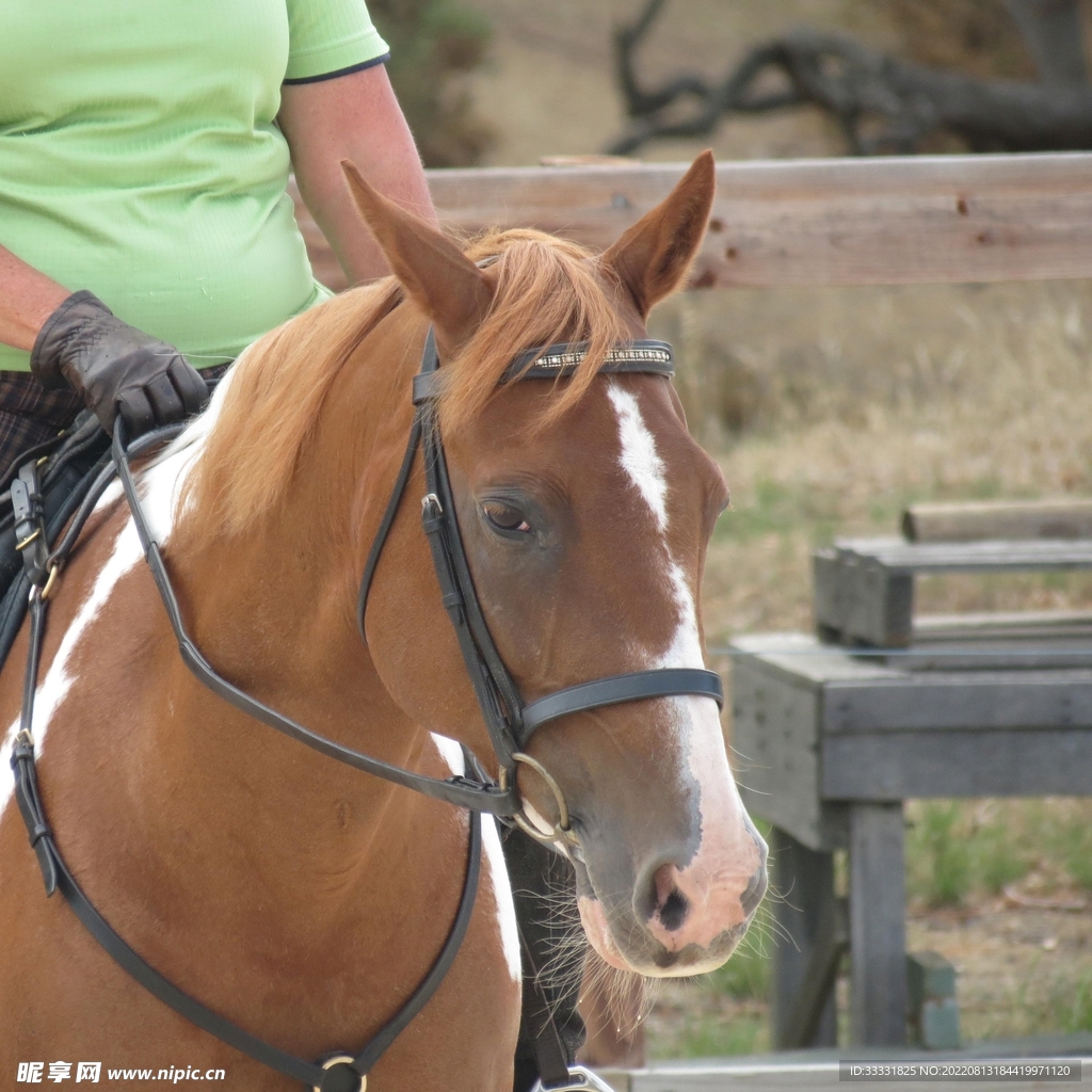 马