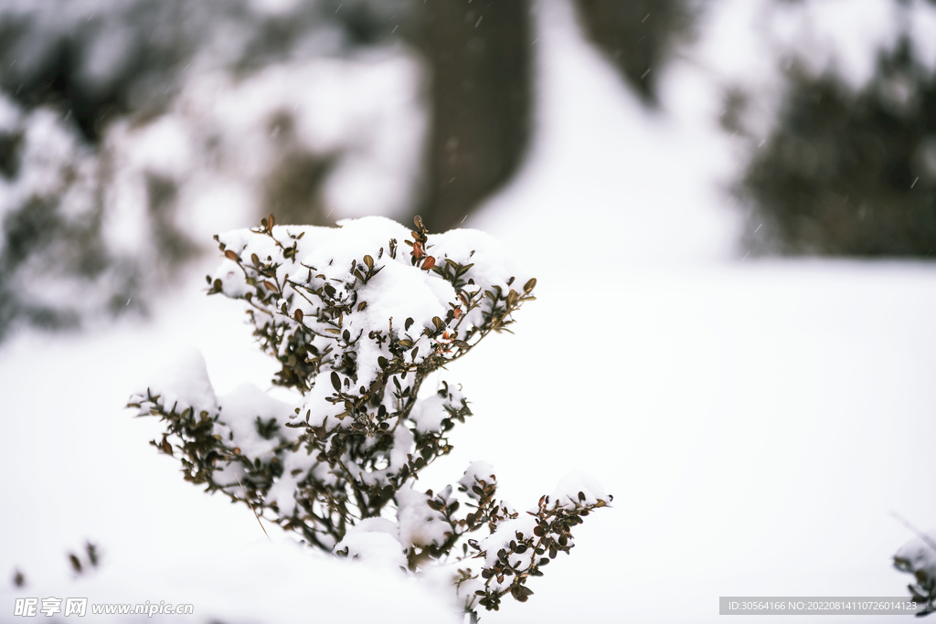 户外冬季雪地树枝