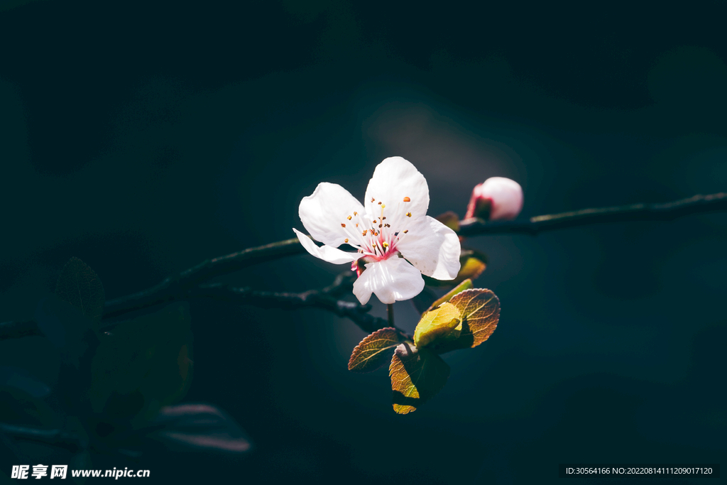 户外白色花朵花蕊