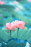 莲花