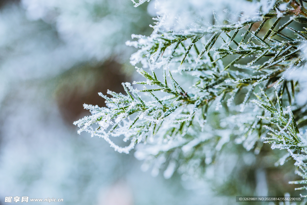 落满雪的松枝