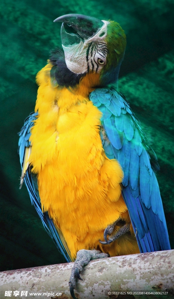 鹦鹉