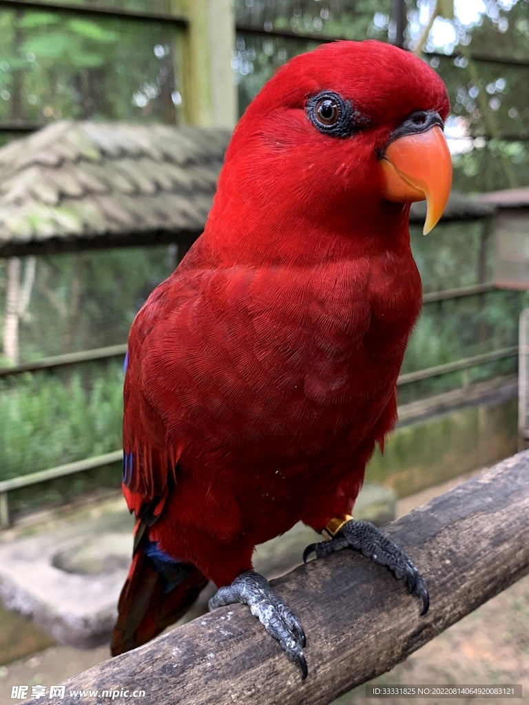 鹦鹉