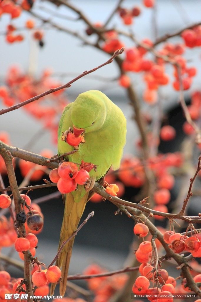 鹦鹉