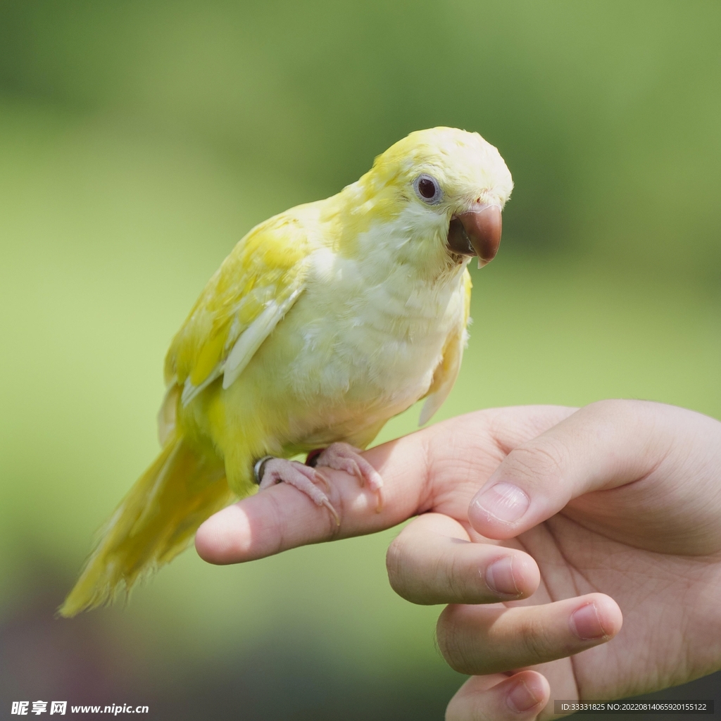 鹦鹉