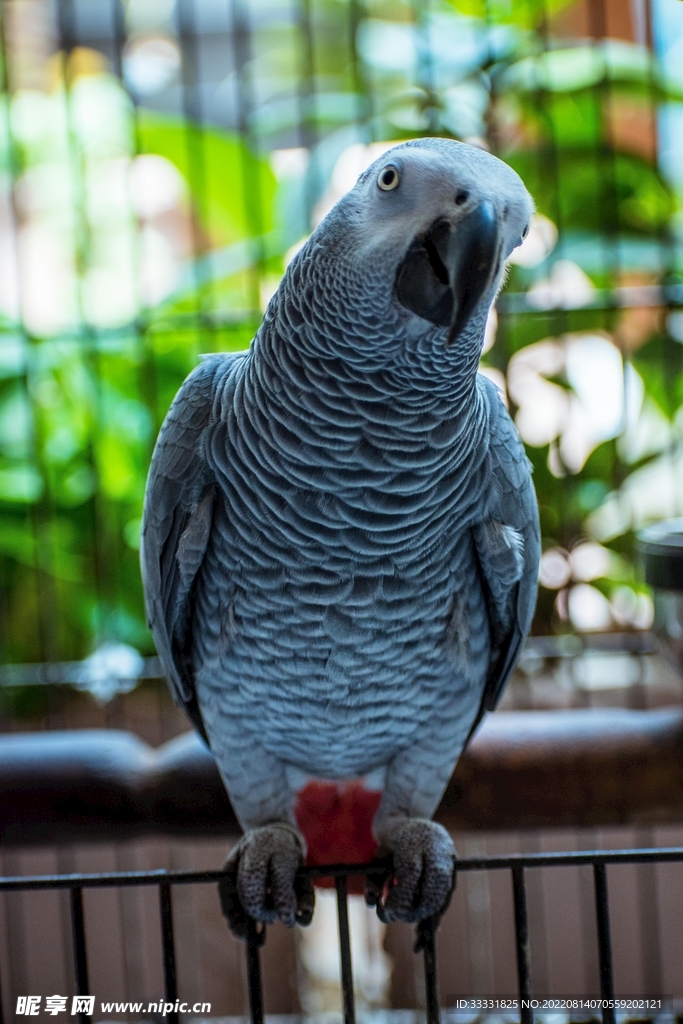 鹦鹉