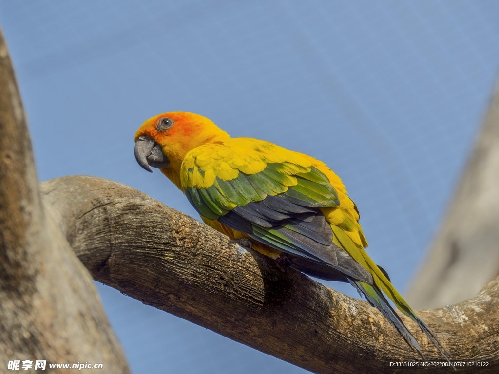 鹦鹉