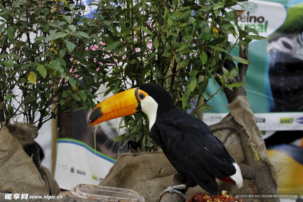 鹦鹉